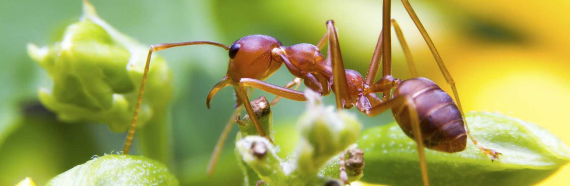 Ants Control Brisbane Cover Image
