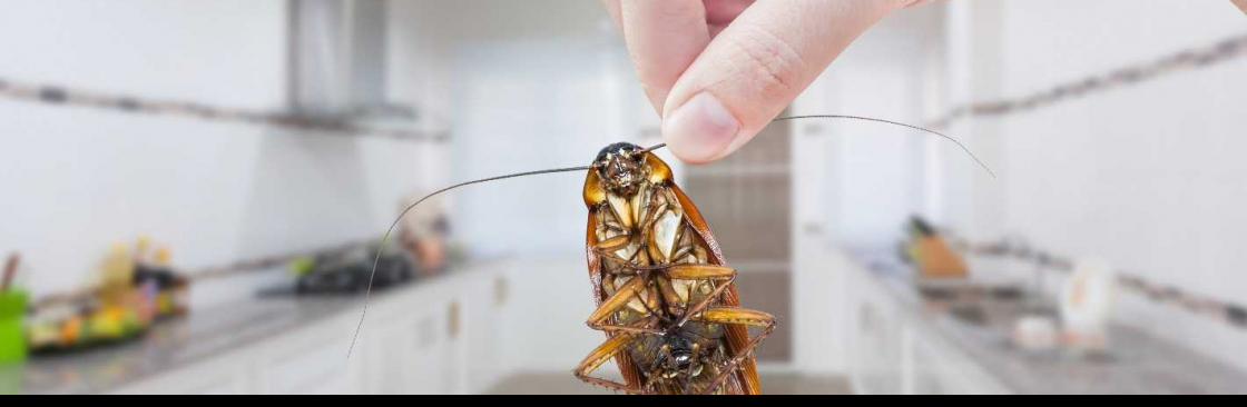 Real Cockroach Control Adelaide Cover Image