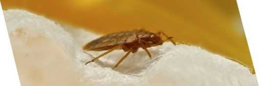 Bed Bug Control Canberra Cover Image
