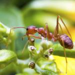 Ants Control Melbourne Profile Picture