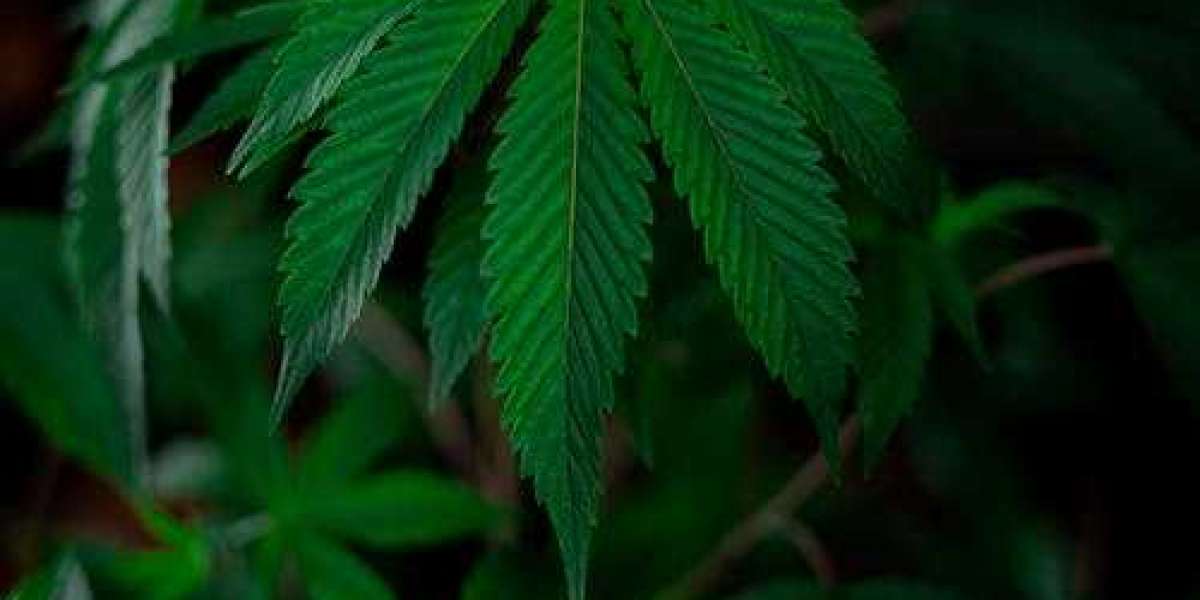 Beginner's guidance on how medical cannabis treats Chronic Pain?