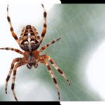Spider Control Brisbane Profile Picture