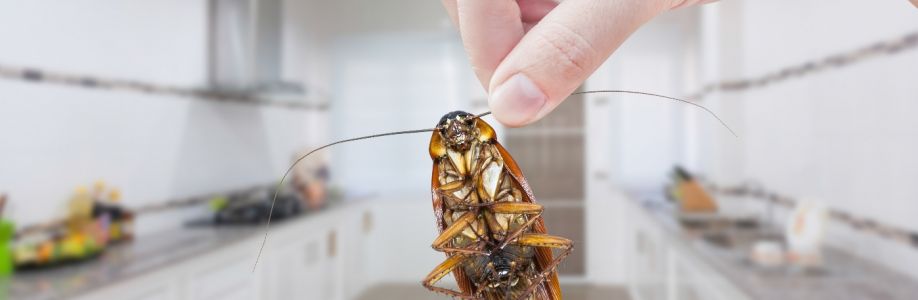 Cockroach Control Brisbane Cover Image