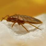 Bed Bug Control Adelaide Profile Picture