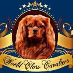 World Class Cavalier Profile Picture