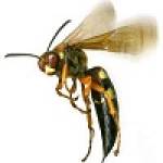 Bee Wasp Removal Hobart Profile Picture