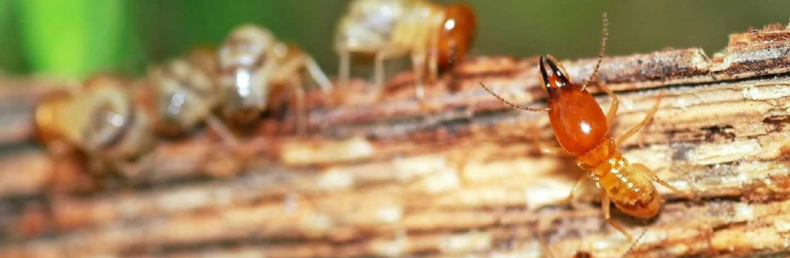 247 Termite Inspection Sydney Cover Image