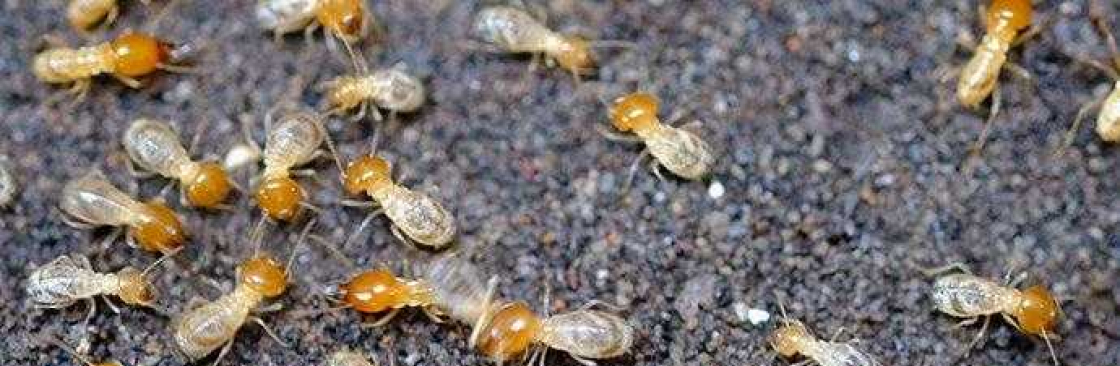 247 Termite Inspection Perth Cover Image