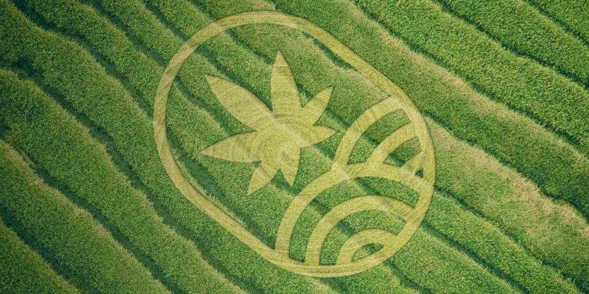 Gain Exposure To Crowdgrowing Concept Of Cannabis Plantation Through JuicyFields