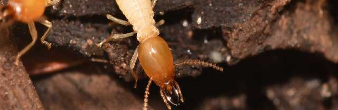 247 Termite Inspection Brisbane Cover Image