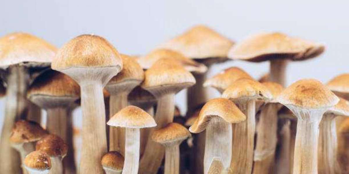 Magic mushrooms In Mississippi