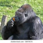 Gorilla Flow Profile Picture
