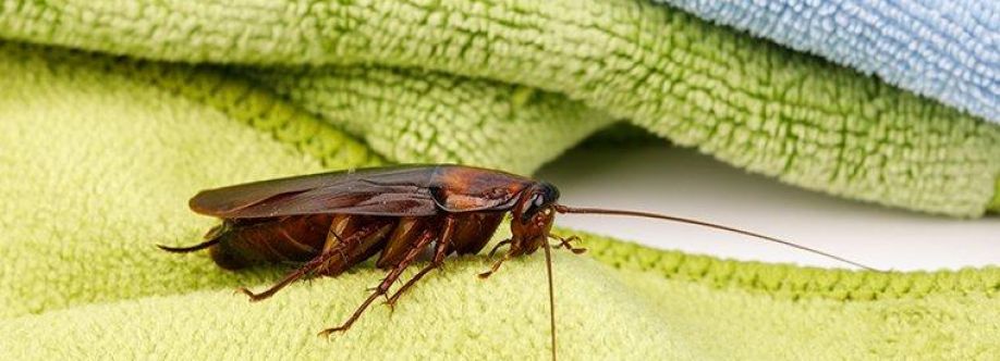 Panther Cockroach Control Brisbane Cover Image