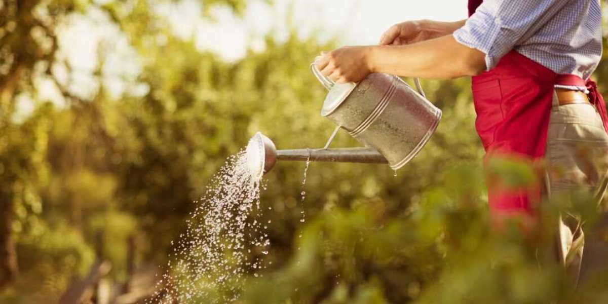 Why Morning Is the Best Time of Day to Water Your Plants