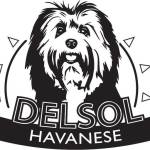 DelSol Havanese Profile Picture