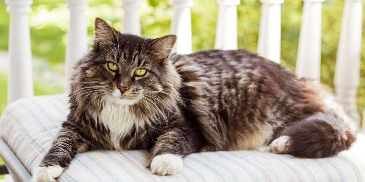 Maine Coon Cats: Gentle Giants for Sale