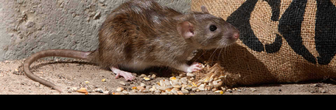 Frontline Rodent Control Perth Cover Image