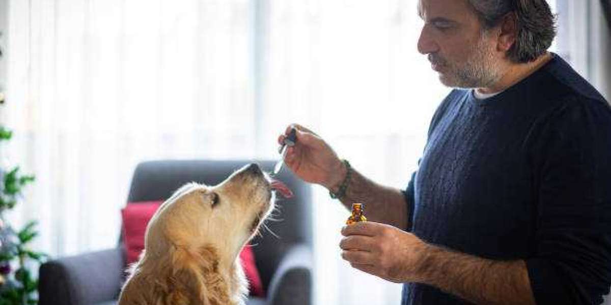 The Best Way to Give Your Dog CBD Oil: Gold Bee's Easy Dosage Guide