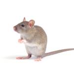 Frontline Rodent Control Adelaide Profile Picture