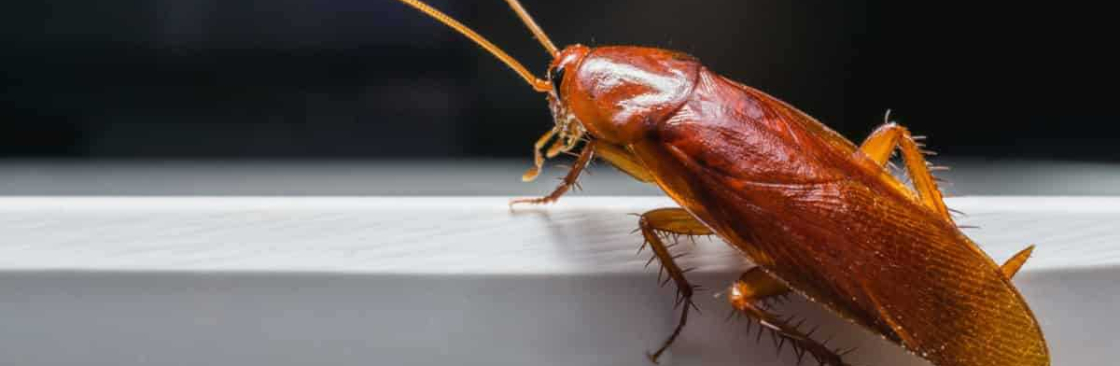 Frontline Cockroach Control Canberra Cover Image
