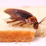 Morris Cockroach Control Adelaide Profile Picture