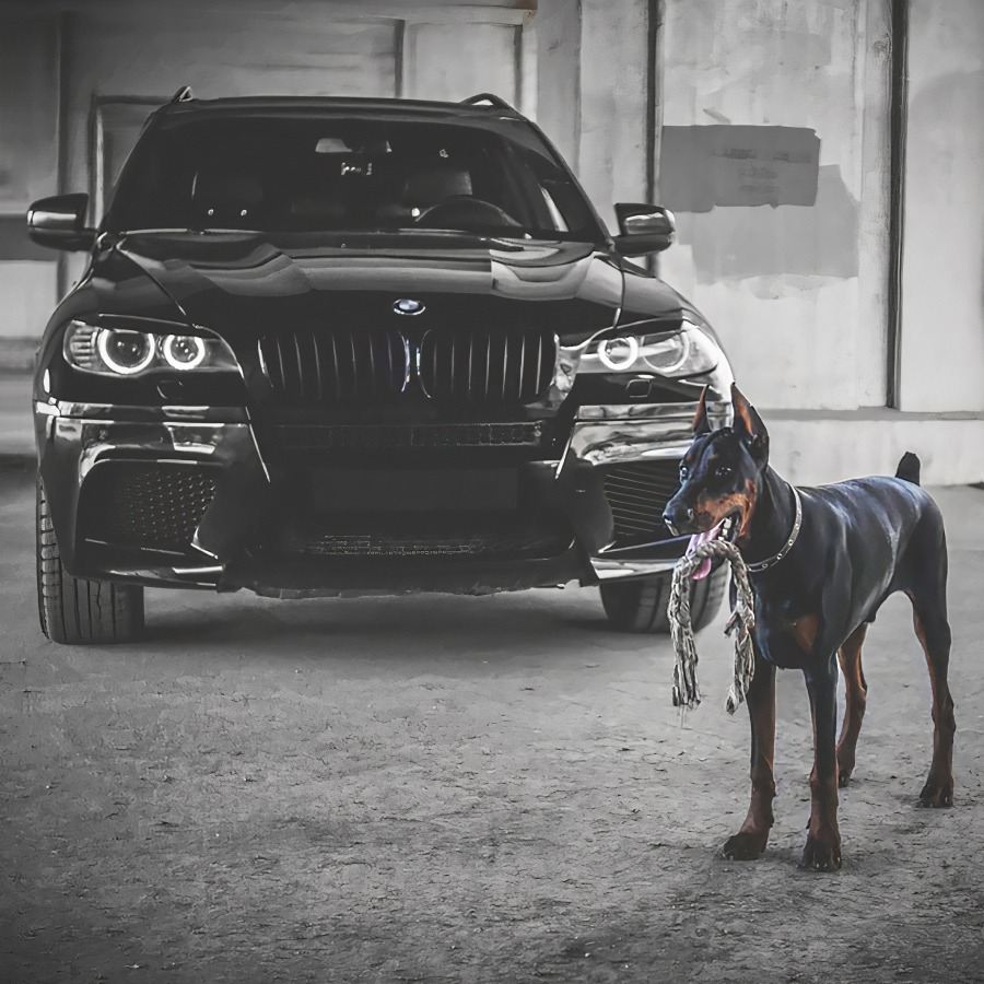 BMW Dog Seat Cover | Owleys