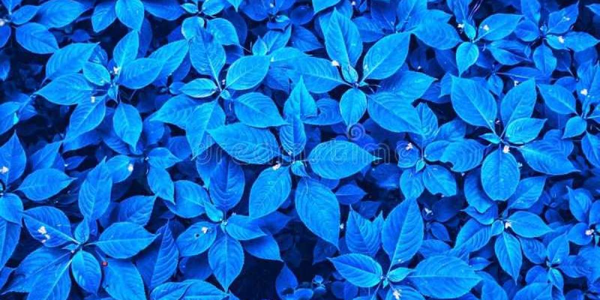  Blue Leaf Care 101: Tips and Tricks for Growing and Maintaining Your Blue Leaf Plant