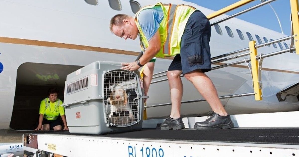 Why Opt for Professional Services in International Pet Transport?