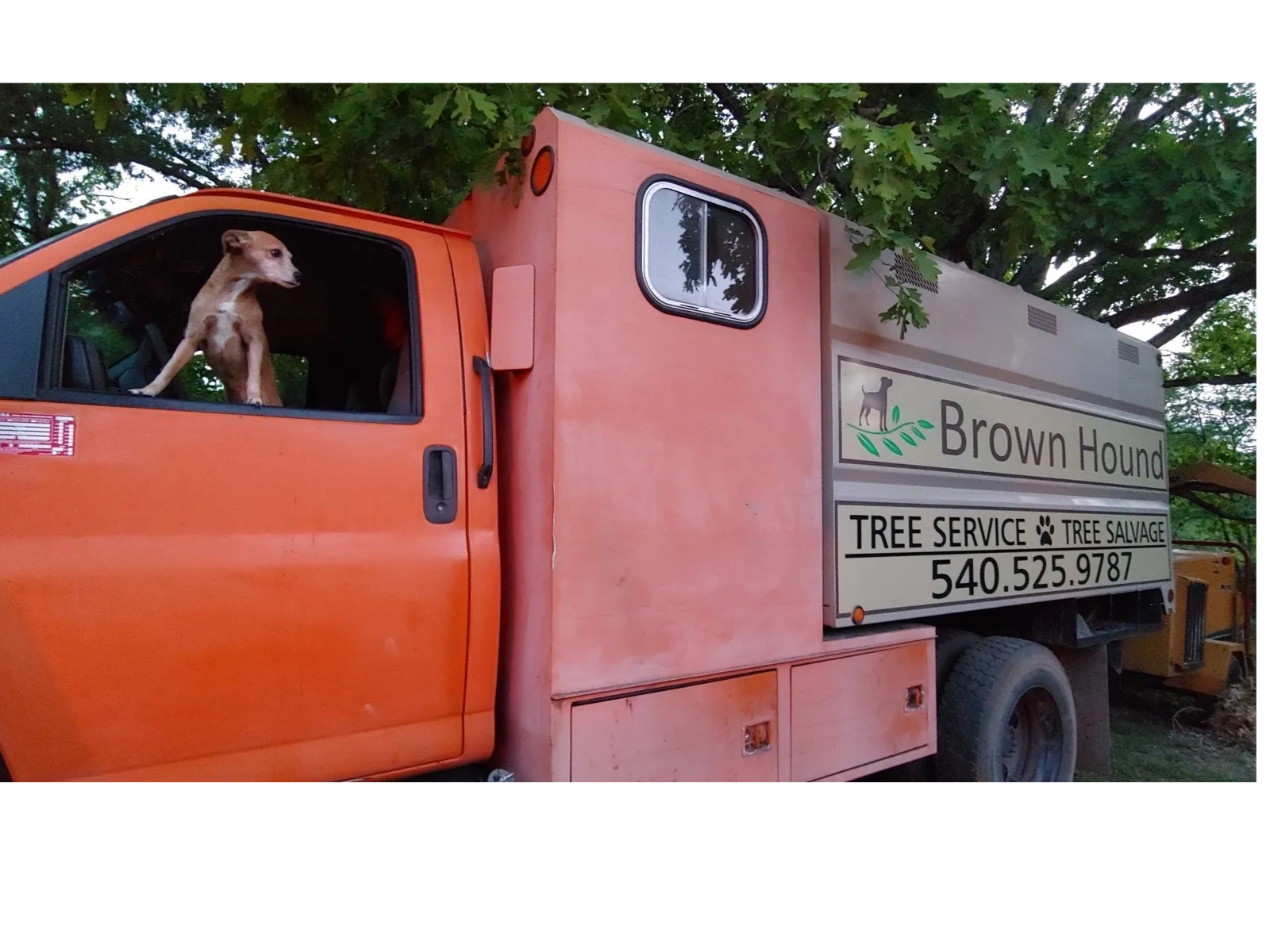 Dead Tree Removal in Roanoke, VA | Brown Hound Tree Service