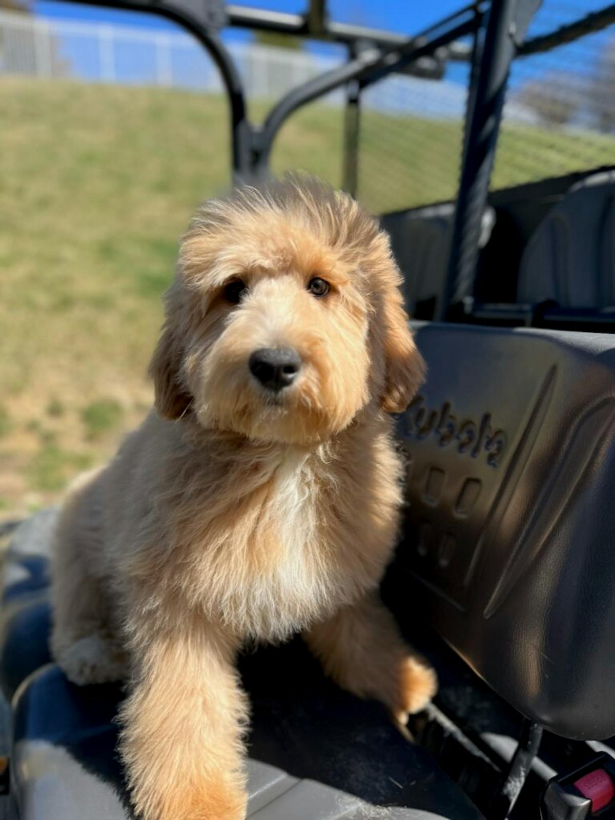 All About English Goldendoodle Puppies: Your Go-To Guide