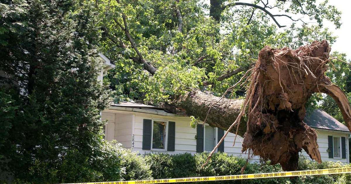 Safeguard Your Property: Professional Dead Tree Removal in Roanoke